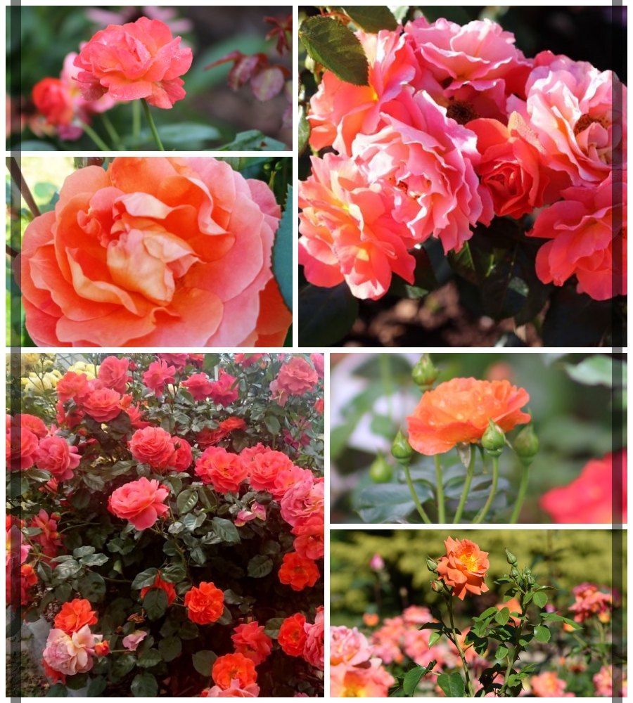 Morning Sun róże rabatowe